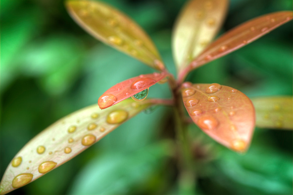 Rain On Leaf