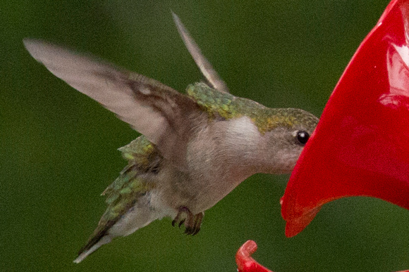 Hummingbird 002