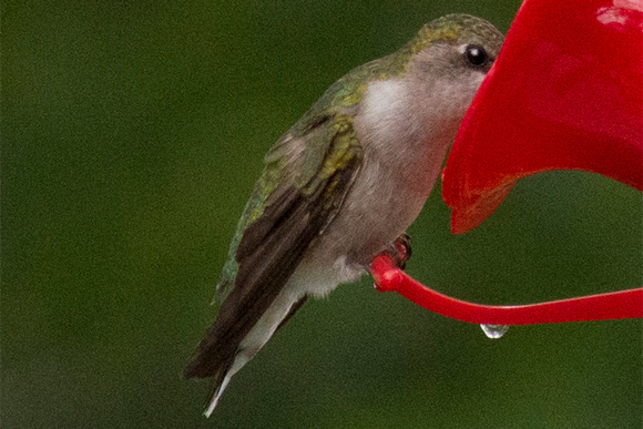 Hummingbird 003
