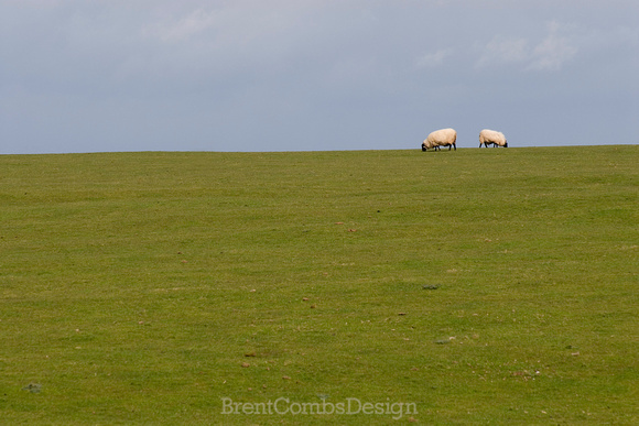 Croom Ireland Pasture